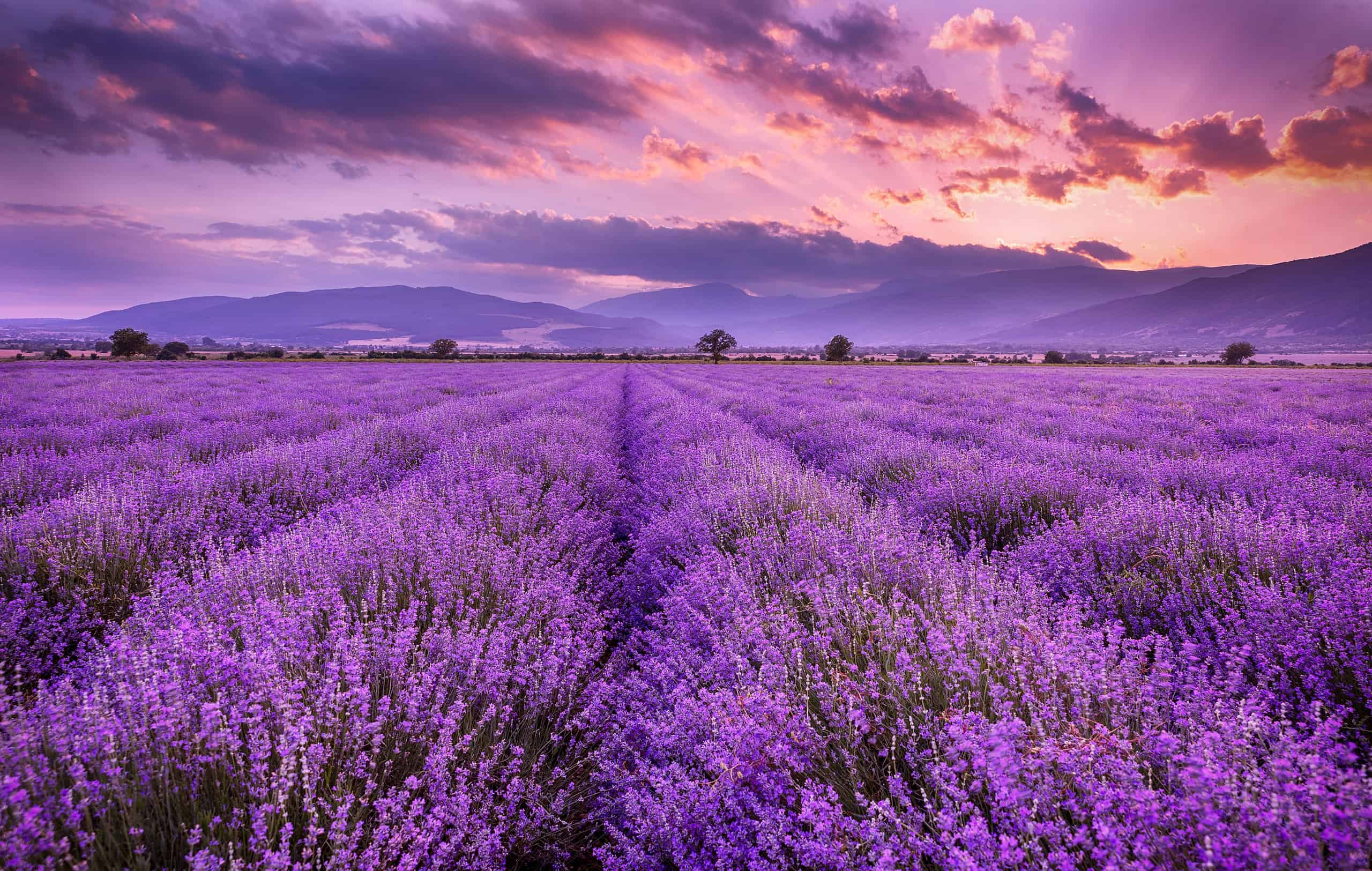 Lavender Field